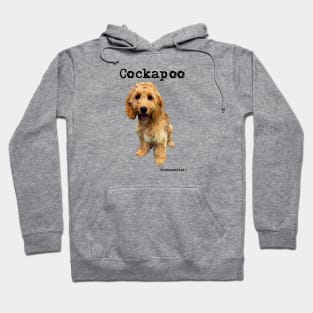 Golden Apricot Cockapoo / Spoodle and Doodle Dog Hoodie